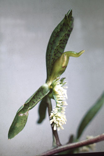 Catasetum barbatum